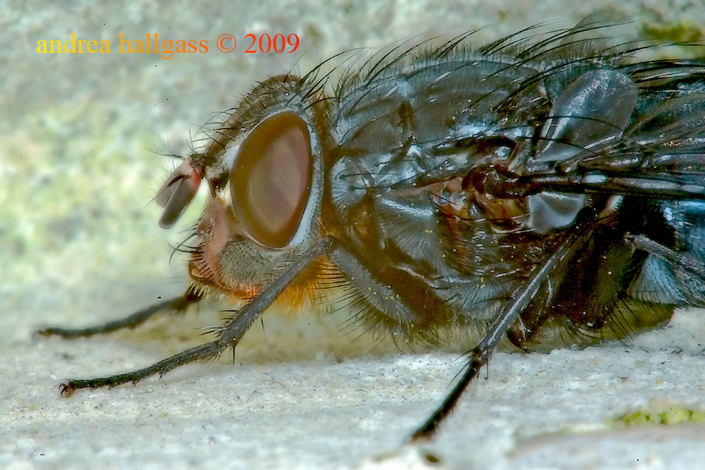 Calliphora vicina M e vomitoria F (Calliphoridae)